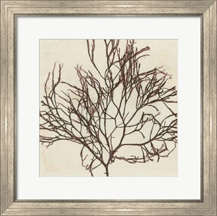 Framed Brilliant Seaweed II Print