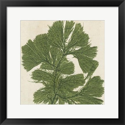 Framed Brilliant Seaweed IV Print