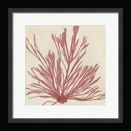 Framed Brilliant Seaweed IX Print