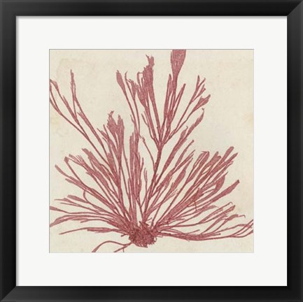 Framed Brilliant Seaweed IX Print