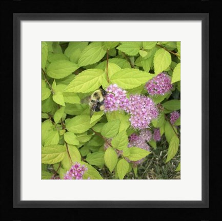 Framed Flight of the Bumble Bee II Print