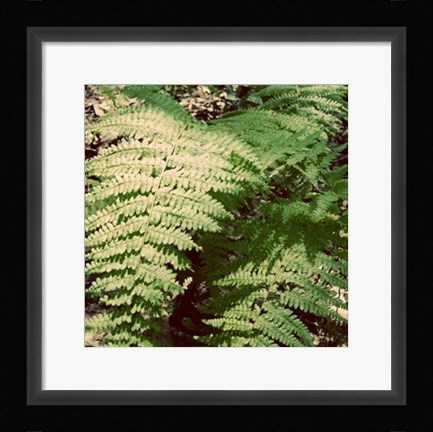 Framed Shady Grove II Print