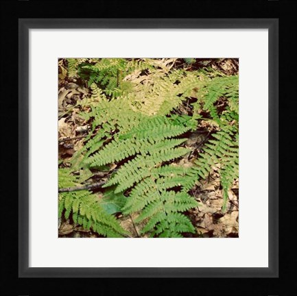 Framed Shady Grove III Print