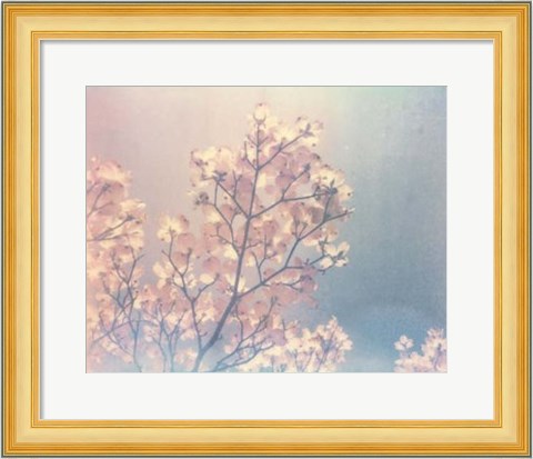 Framed Flowering Dogwood I Print