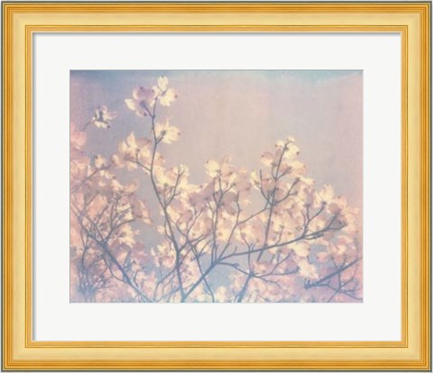 Framed Flowering Dogwood II Print