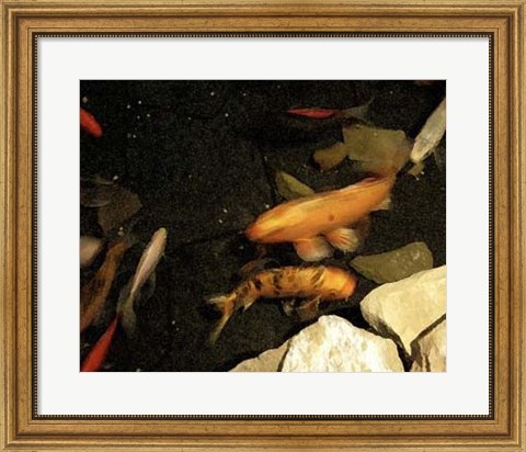 Framed Goldfish Pond I Print