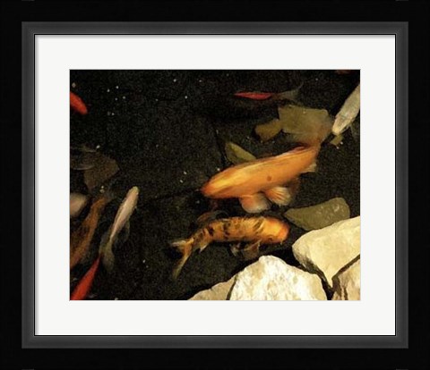 Framed Goldfish Pond I Print