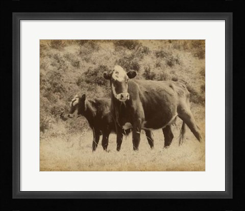 Framed Lone Star Cows II Print