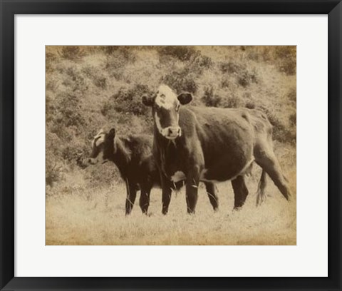 Framed Lone Star Cows II Print