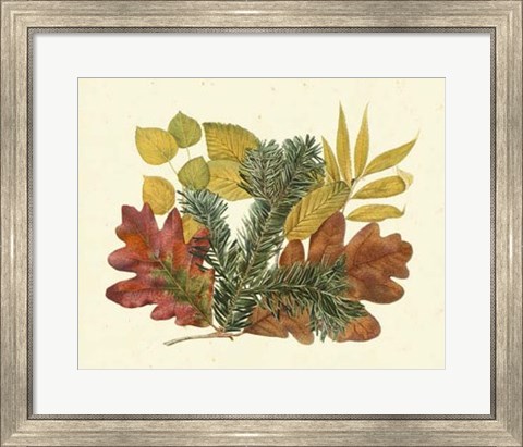 Framed White Oak, Balsam Fir &amp; Yellow Birch Print