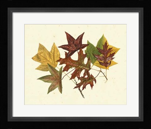 Framed Tulip Tree, Sweet Gum &amp; Scarlet Oak Print