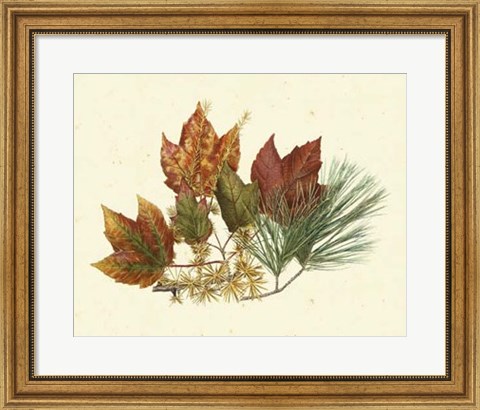 Framed Red Maple, Tamarack &amp; White Pine Print