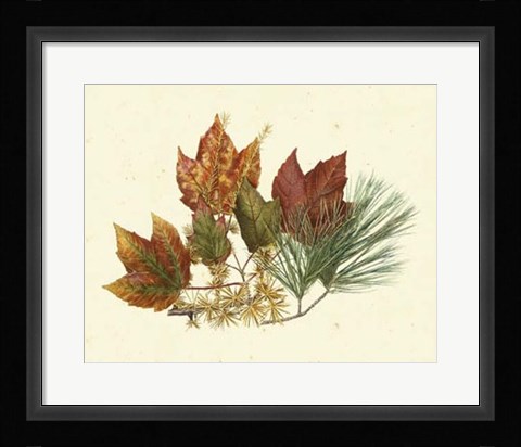 Framed Red Maple, Tamarack &amp; White Pine Print