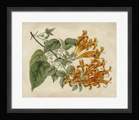 Framed Tropical Beauty III Print