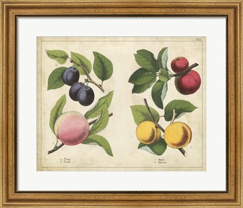 Framed Kitchen Fruits I Print