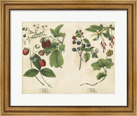 Framed Kitchen Fruits II Print