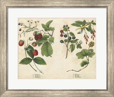 Framed Kitchen Fruits II Print