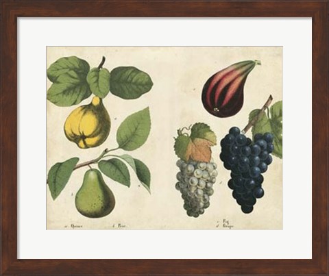 Framed Kitchen Fruits IV Print