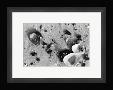 Framed Sand Treasures I Print