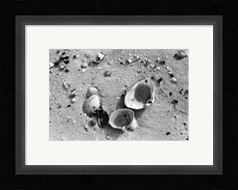 Framed Sand Treasures IV Print