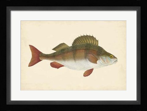Framed Antique Fish I Print