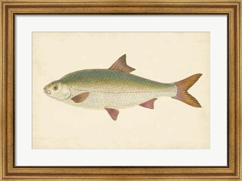 Framed Antique Fish II Print