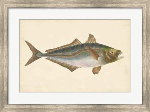 Framed Antique Fish III Print