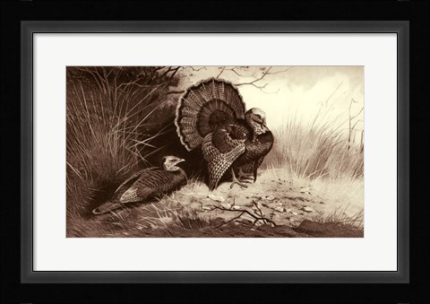 Framed Wild Turkey Print