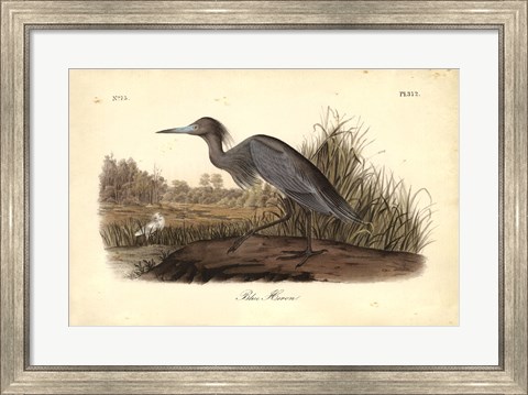 Framed Audubon&#39;s Blue Heron Print