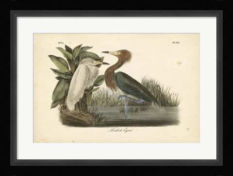 Framed Audubon's Reddish Egret Print