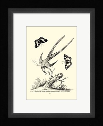 Framed B&amp;W Longtailed Hummingbird  (1742) Print