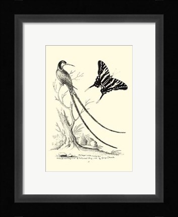 Framed B&amp;W Long. Tailed Hummingbird (1742) Print