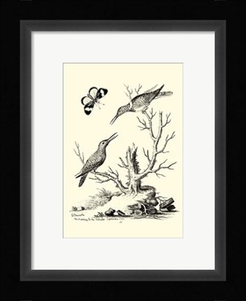 Framed B&amp;W The Hummingbirds (1742) Print
