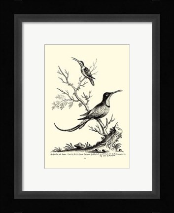 Framed B&amp;W Grt. &amp; Less. Hummingbird (1742) Print