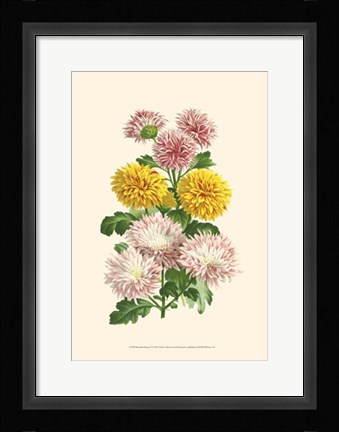 Framed Bountiful Bouquet V Print