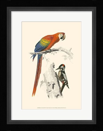 Framed Birds of Costa Rica III Print