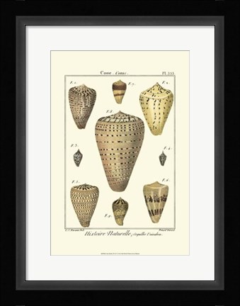 Framed Cone Shells, Pl. 333 Print