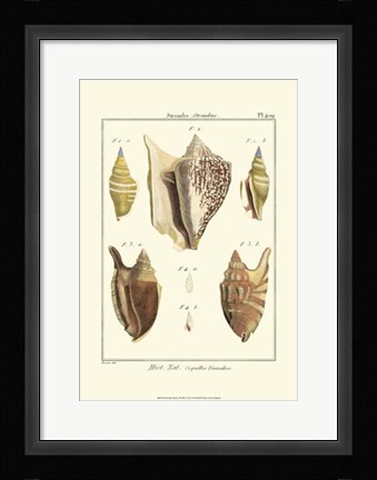 Framed Strombe Shells, Pl. 409 Print