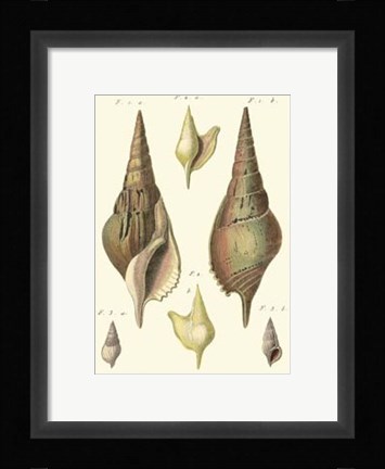 Framed Rostellaire Shells, Pl. 411 Print
