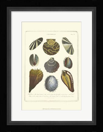 Framed Conchology Collection I Print