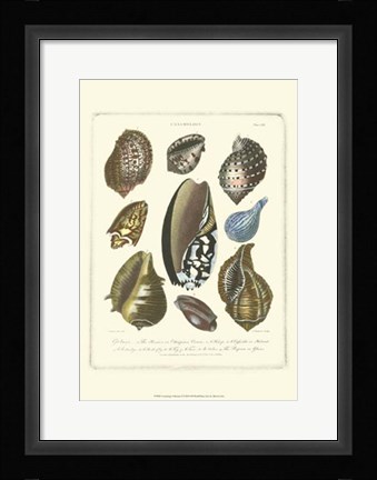 Framed Conchology Collection II Print