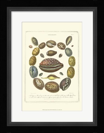 Framed Conchology Collection III Print