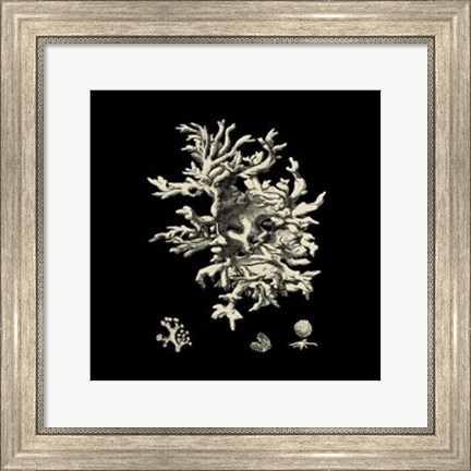 Framed Small Black &amp; Tan Coral III Print