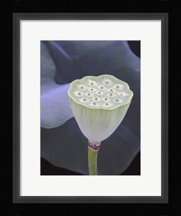 Framed Lotus Detail IX Print