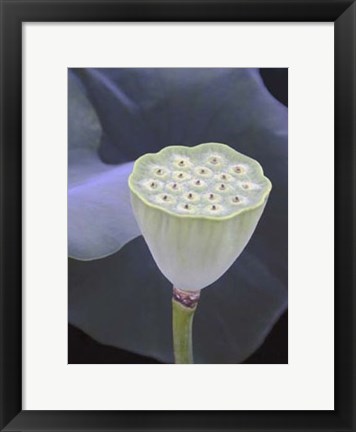 Framed Lotus Detail IX Print