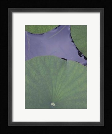 Framed Lotus Detail X Print