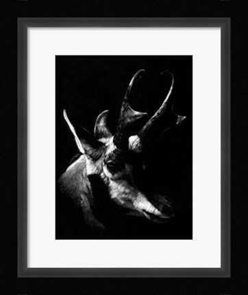 Framed Wildlife Scratchboards II Print