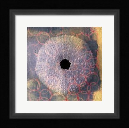 Framed Seashell-Urchin Print
