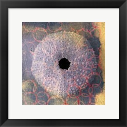 Framed Seashell-Urchin Print