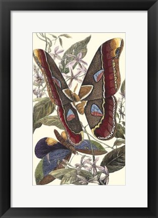 Framed Butterfly II Print